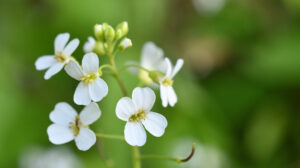 東京大学 理学部 植物進化生態学研究室 植物の巧みでダイナミックな進化を理解する